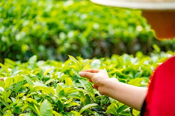 ベランダガーデニングで失敗しない！プランターの正しい選び方5つ