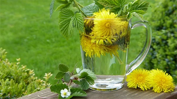 壁面植物キットで失敗しない！選び方と育て方のコツ