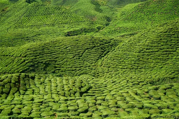 グラウンドカバーおすすめ10選！雑草対策に効果的な植物の選び方