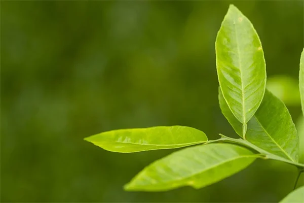 秋色樹木で紅葉を楽しむ！失敗しない選び方と育て方のコツ